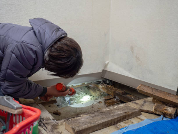 Best Mold Removal for HVAC Installations  in North Lima, OH