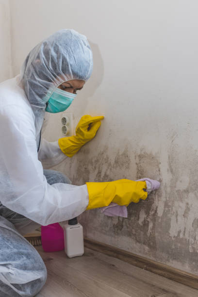 Best Post-Construction Mold Inspection  in North Lima, OH