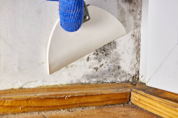 Best Comprehensive Air Testing for Mold Contaminants  in North Lima, OH